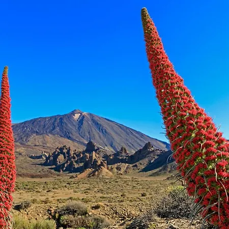 Agave Ferienhaus Costa Adeje (Tenerife)